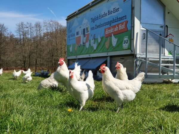 Hühner vor Mobilstall